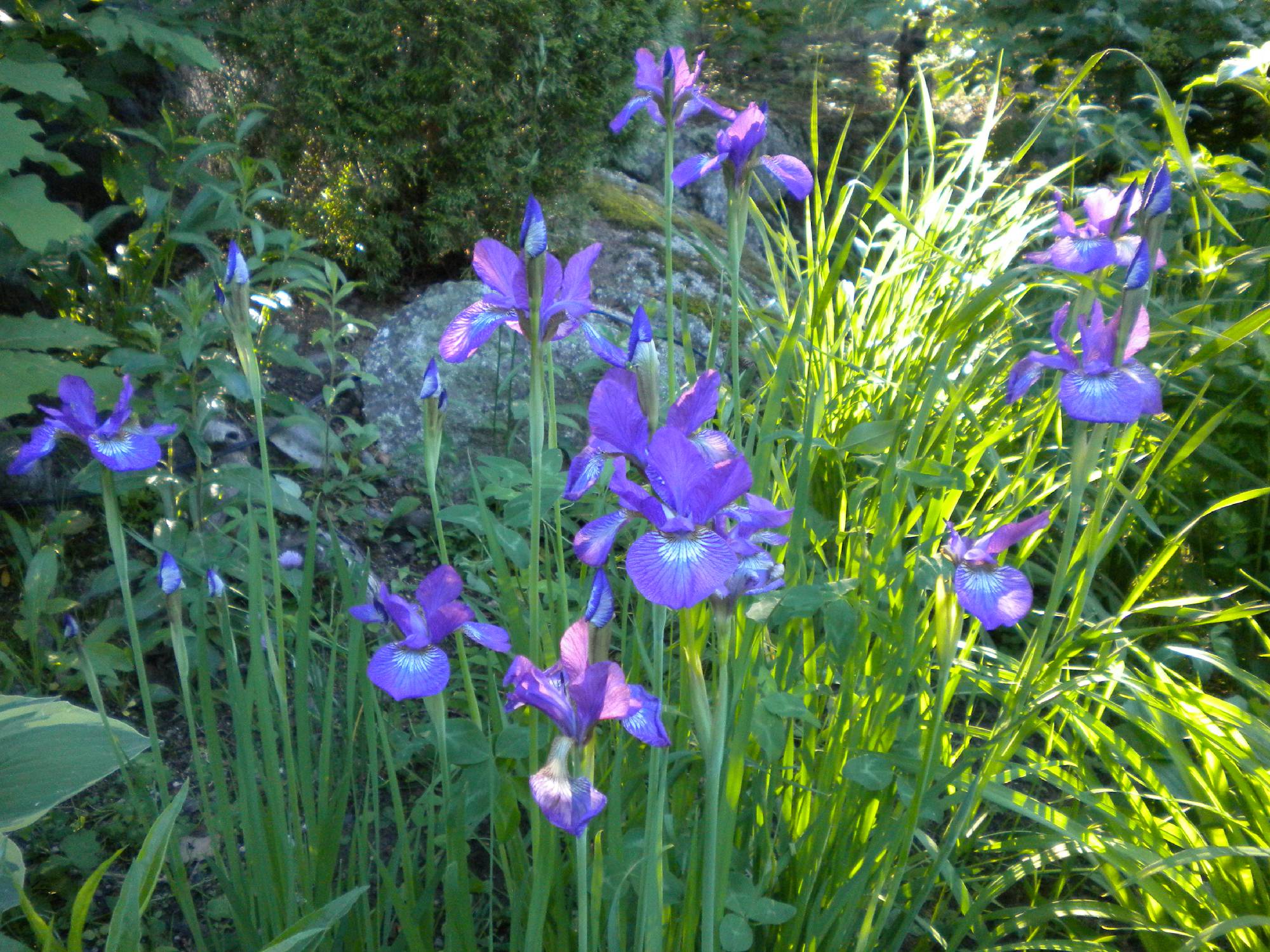 Sunnyside Greenhouses and Florist Flower Delivery in Bangor, Maine